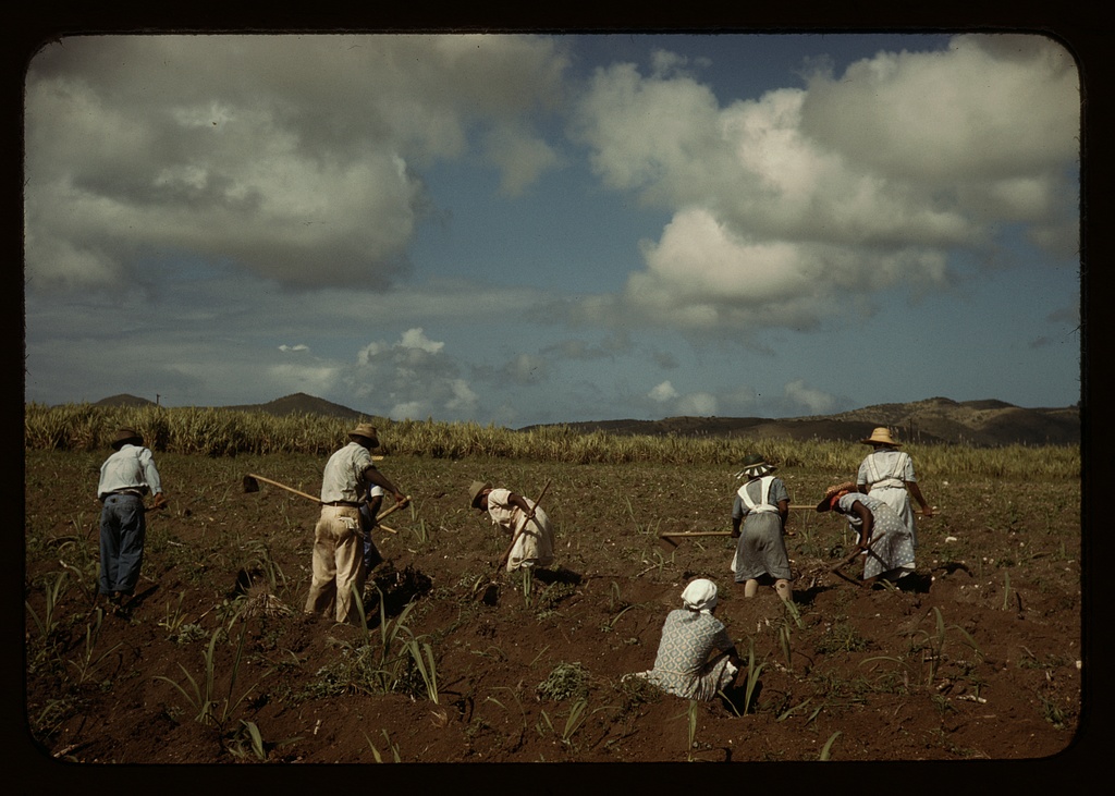 Jack Delano, FSA photograph of 1941: Cultivating sugar cane on the Virgin Islands Company land, vicinity of Bethlehem, Saint Croix. Library of Congress.